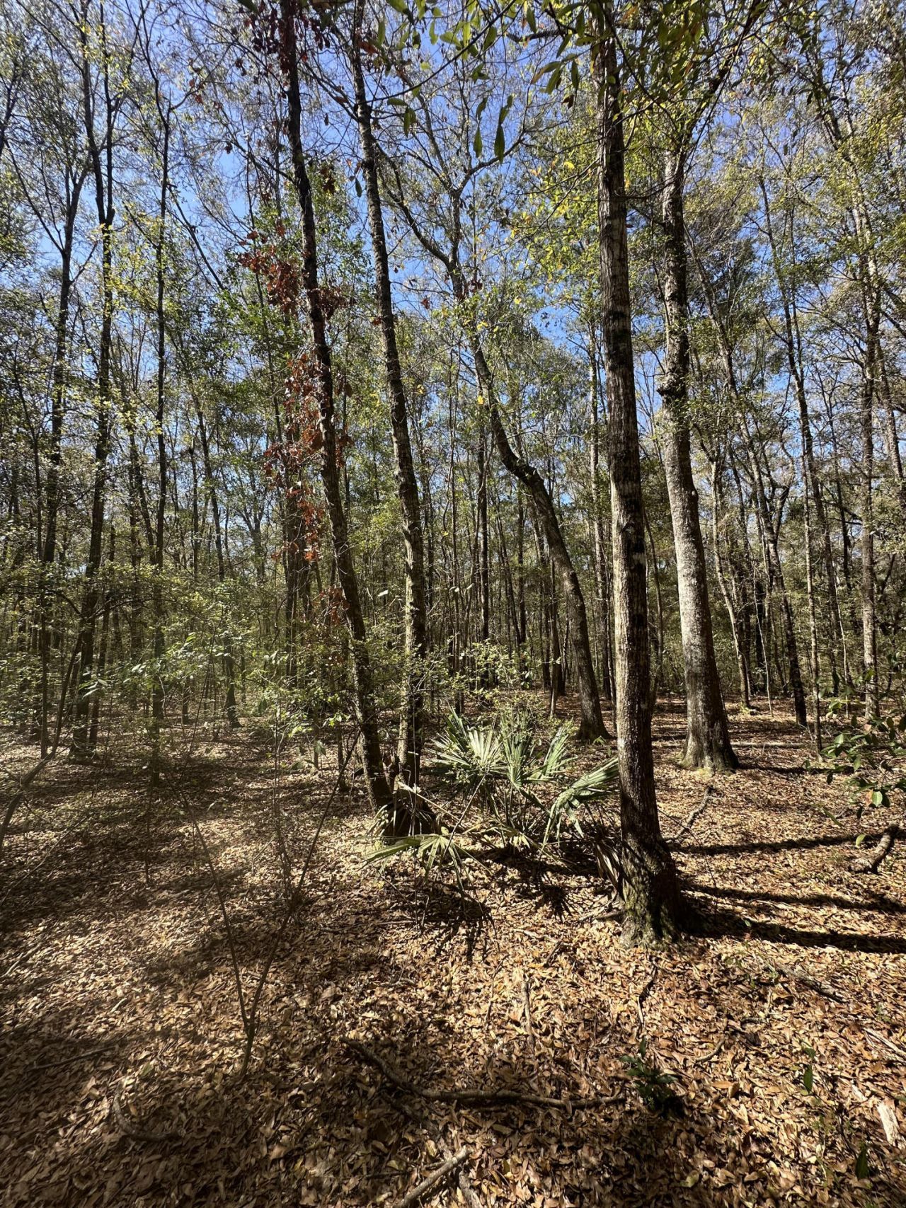 5194 Kuzia Road Photo 9