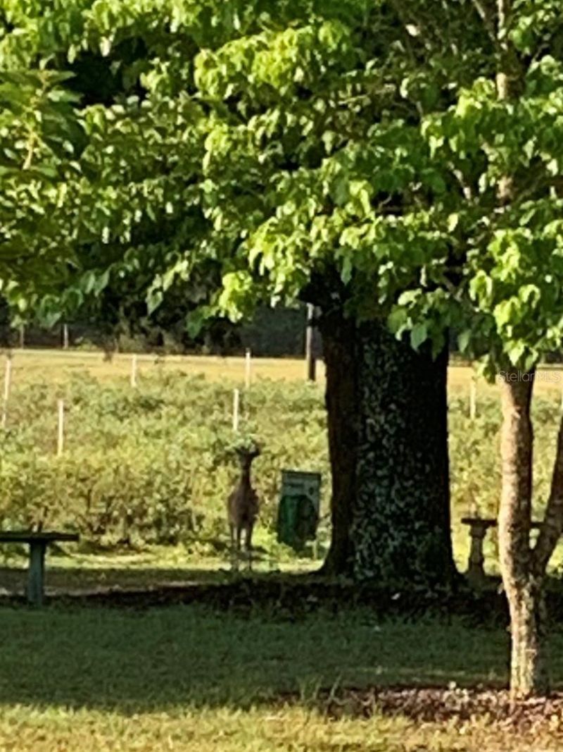 7650 NE 40th Street, High Springs, FL 32643 Photo