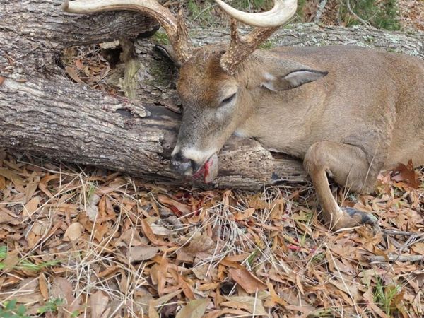 Ellis Ln, Winnsboro, LA 71295