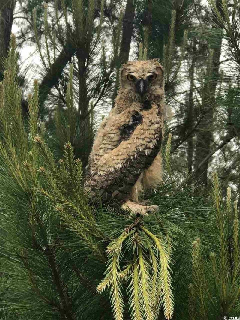 2104 Wood Stork Dr. Photo 63