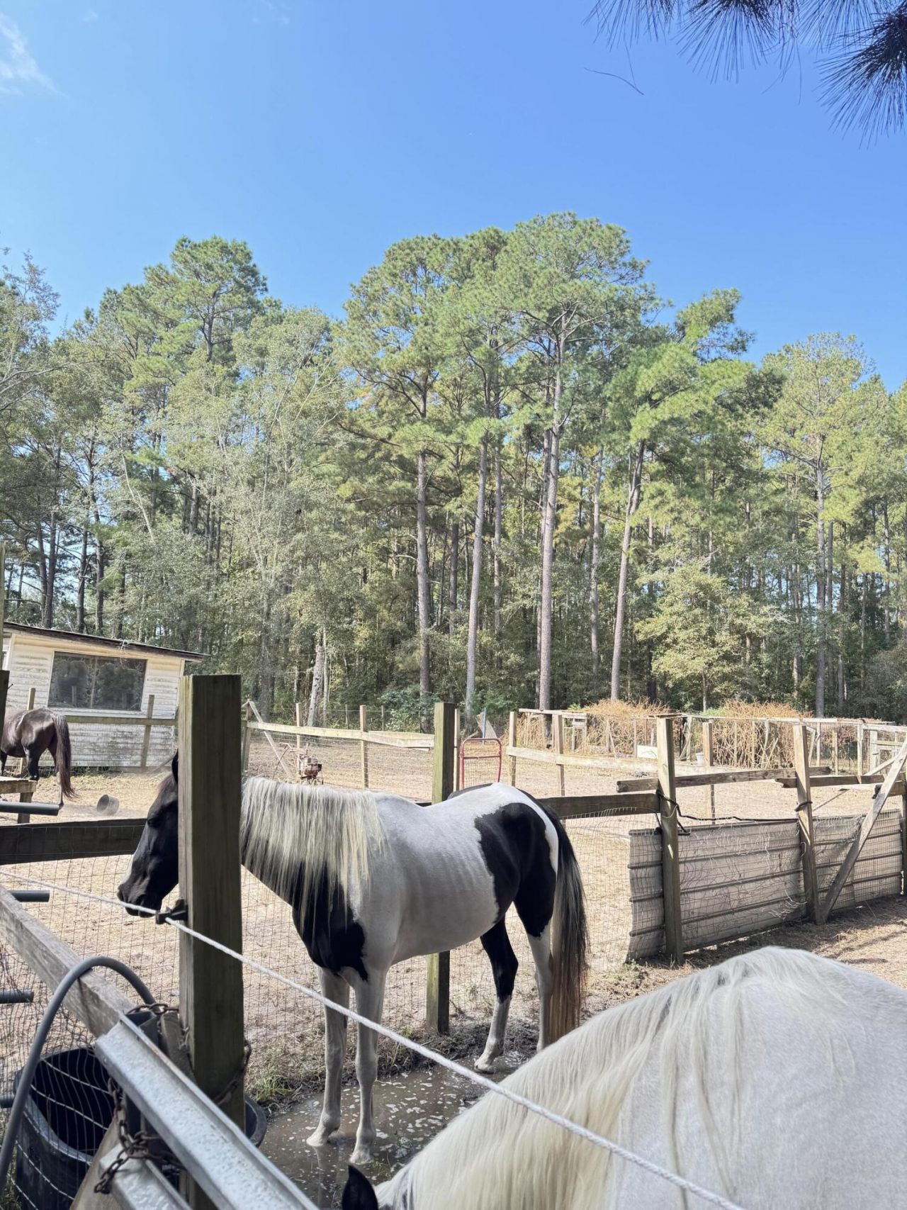 696 Bedon Road Photo 5