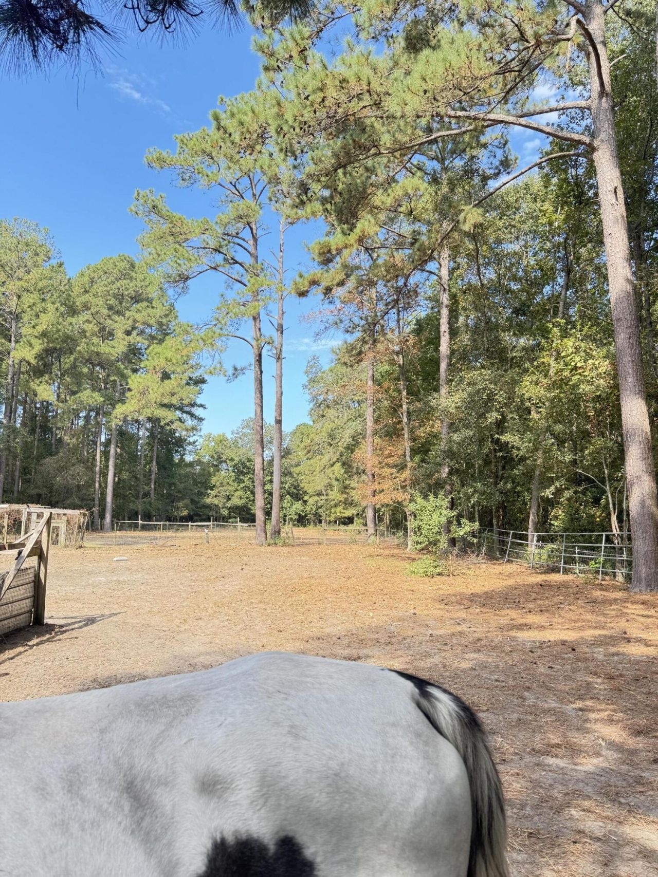 696 Bedon Road Photo 6