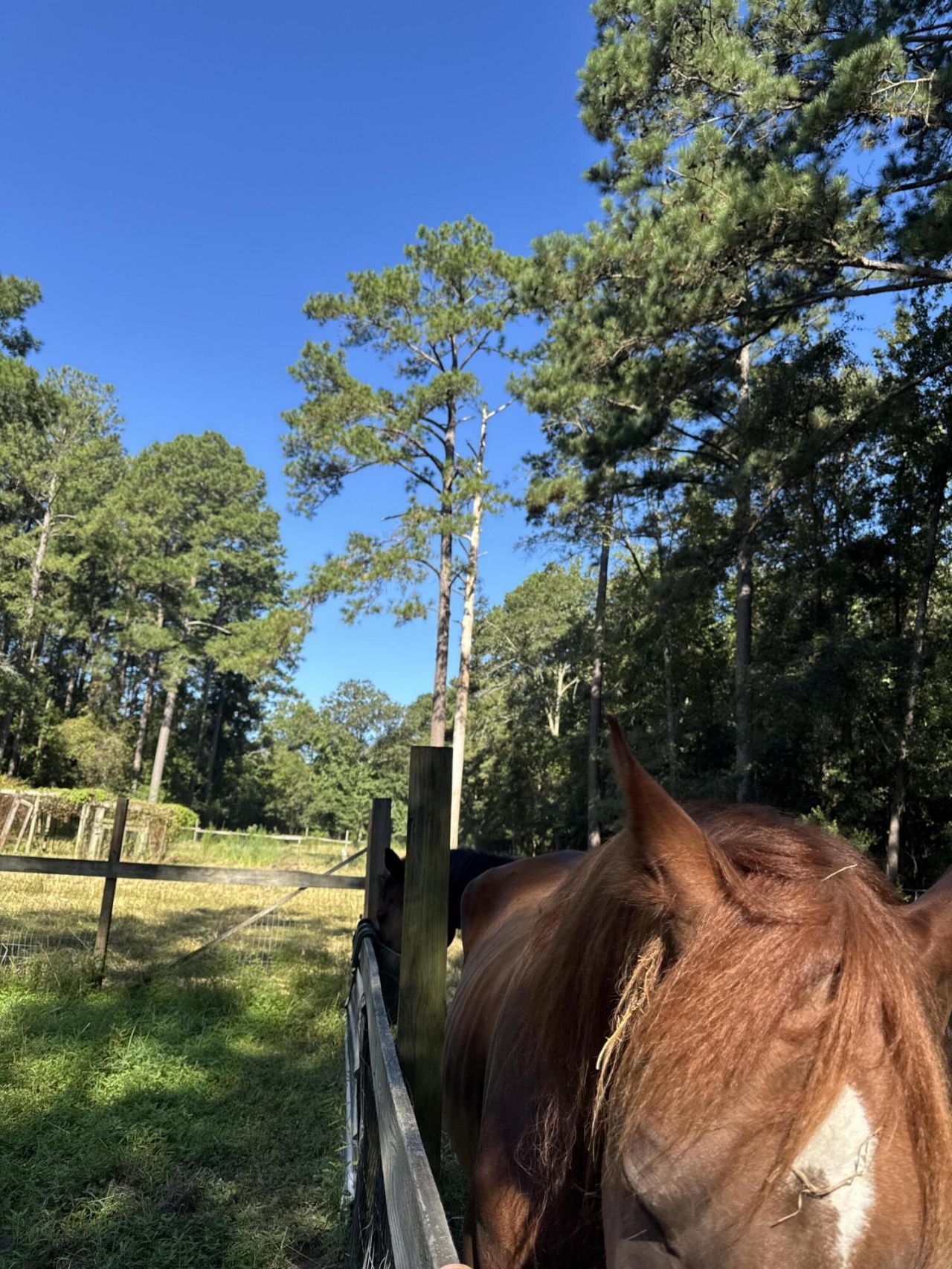 696 Bedon Road Photo 7