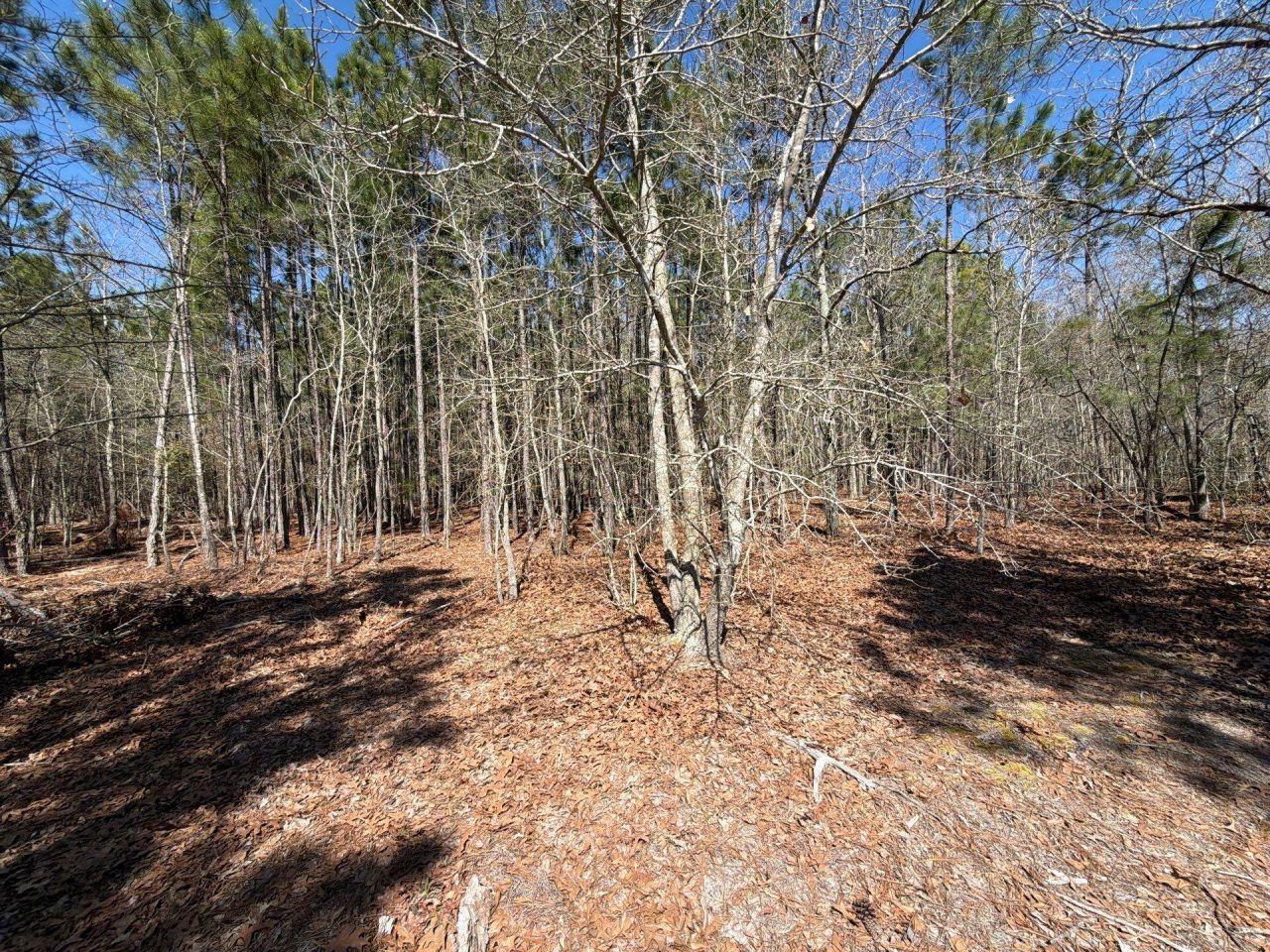 Bhl 12 Boise Cascade Photo 15