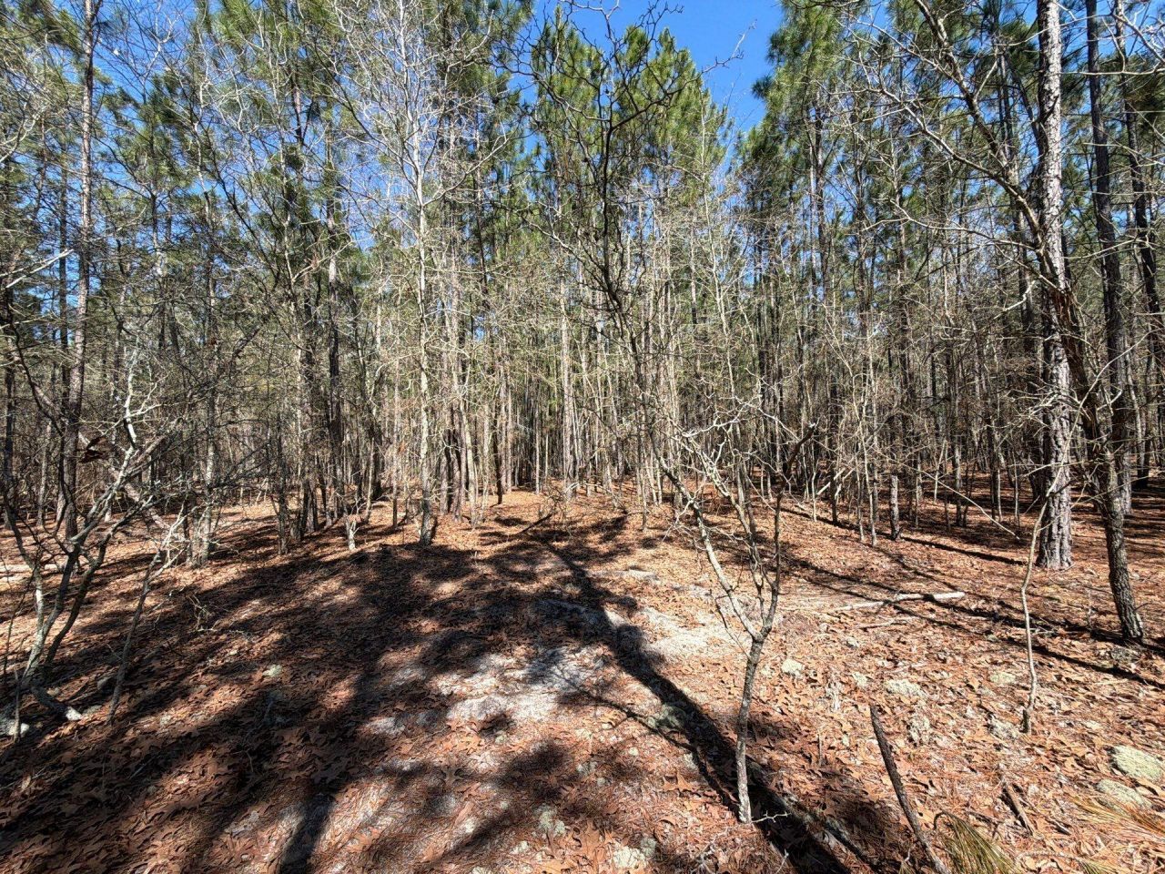 Bhl 12 Boise Cascade Photo 17