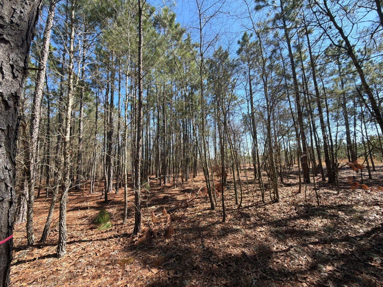 Bhl 12 Boise Cascade Photo 18