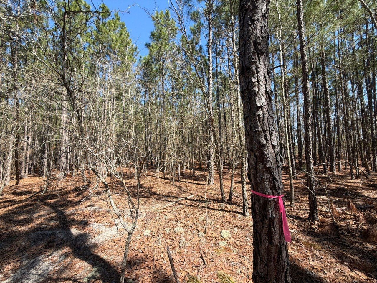 Bhl 12 Boise Cascade Photo 19