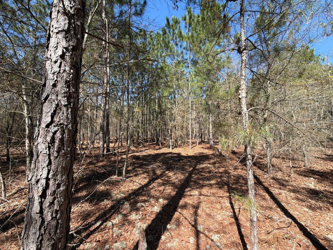 Bhl 12 Boise Cascade Photo 21