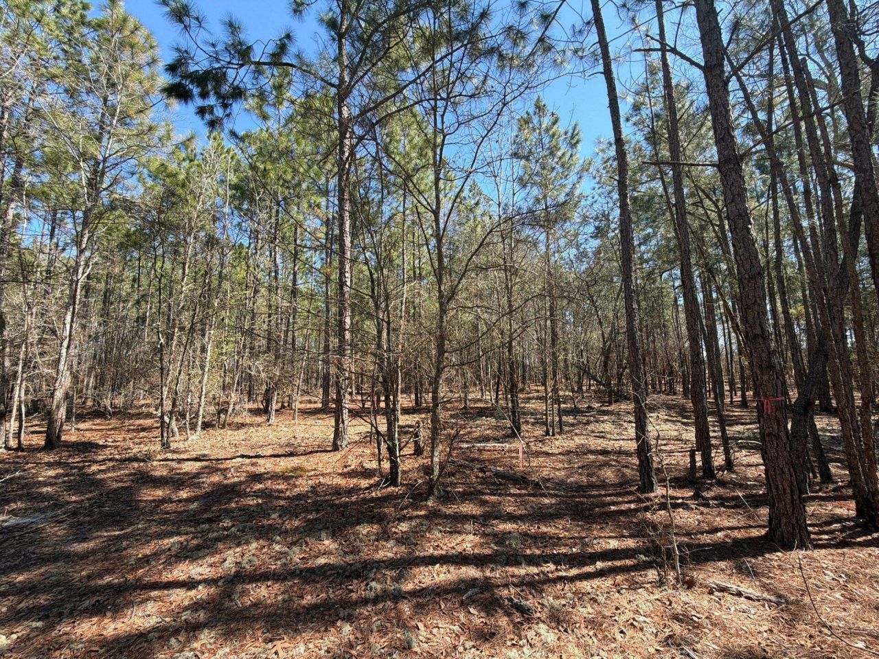 Bhl 12 Boise Cascade Photo 22