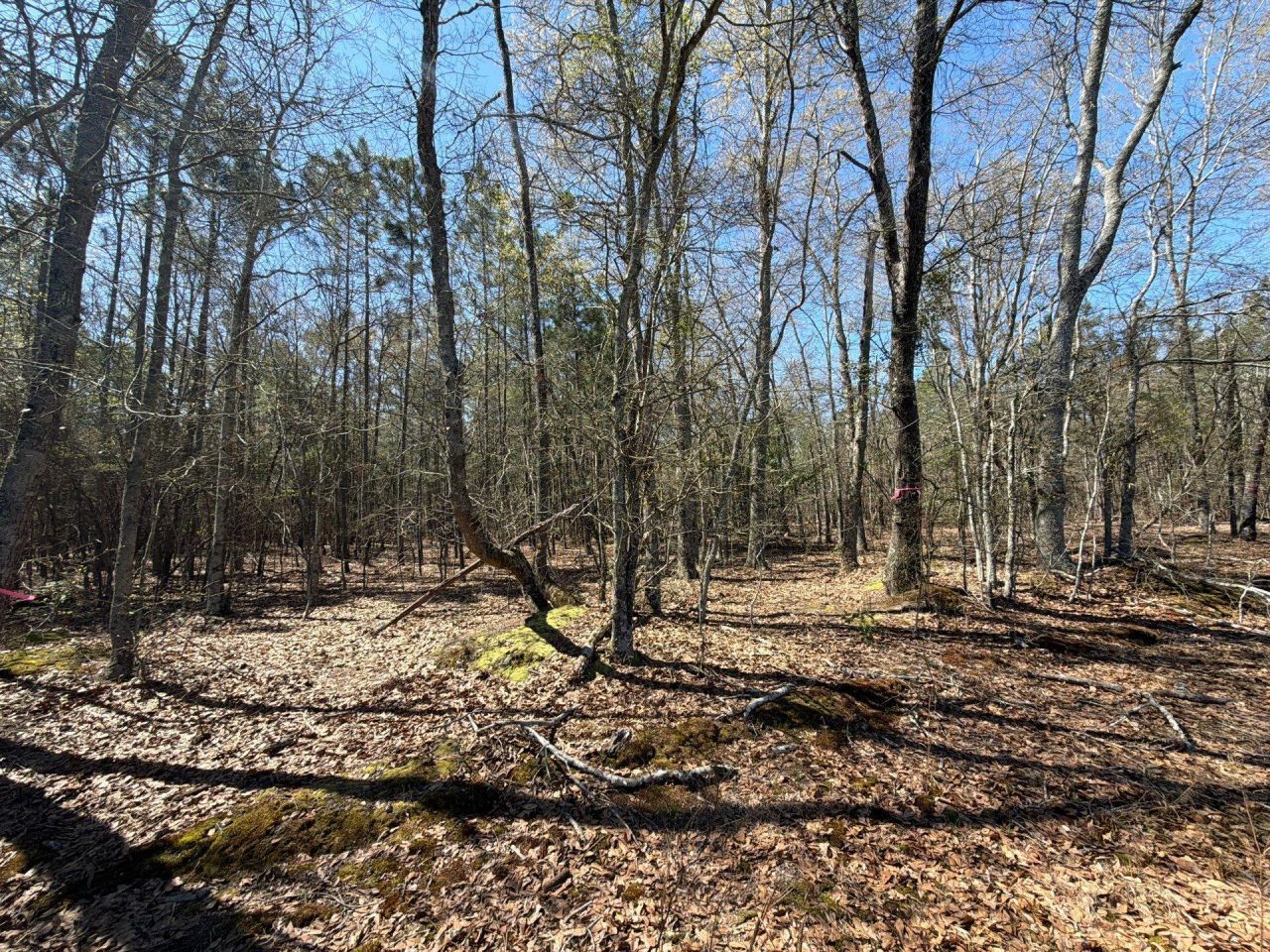 Bhl 12 Boise Cascade Photo 5