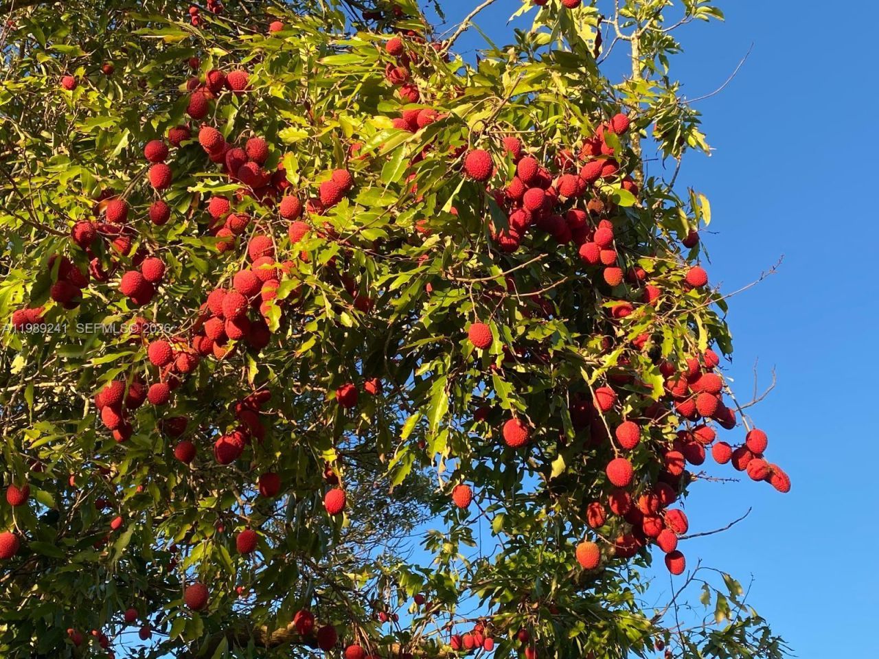 Xxxxx SW 184 St, Miami, FL 33187 Photo