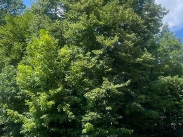 V/L 258 Stony Brook Lane, Wakeman, OH 44889