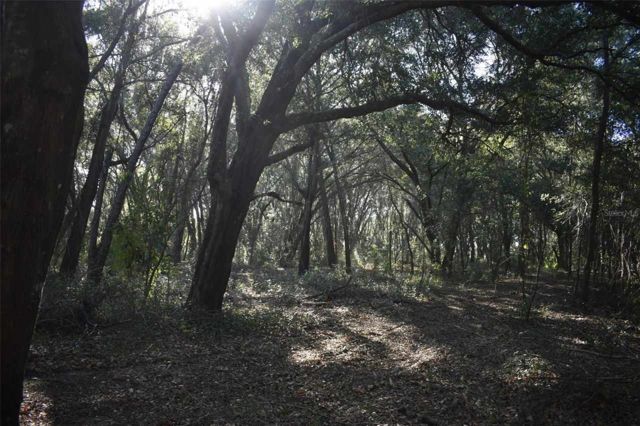 13800 County Road 450, Umatilla, FL 32784 Photo