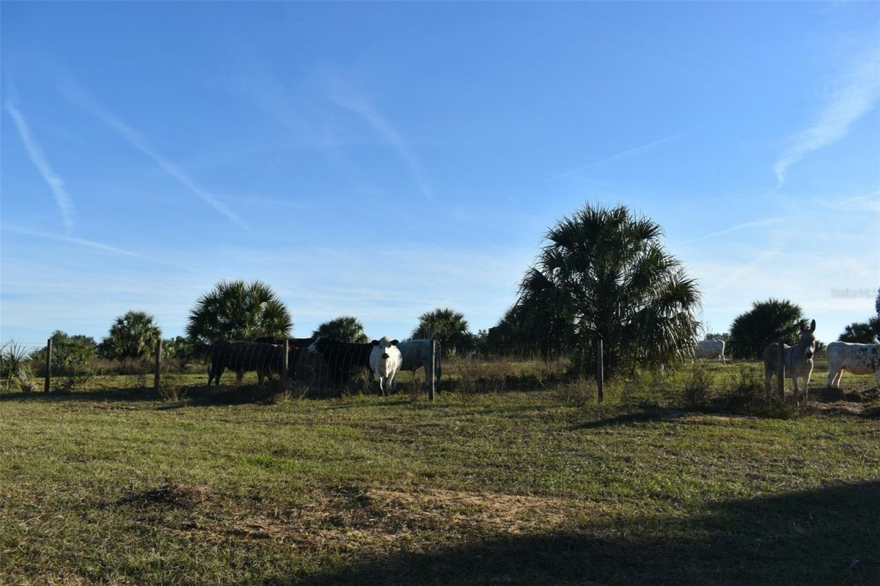13800 County Road 450, Umatilla, FL 32784 Photo