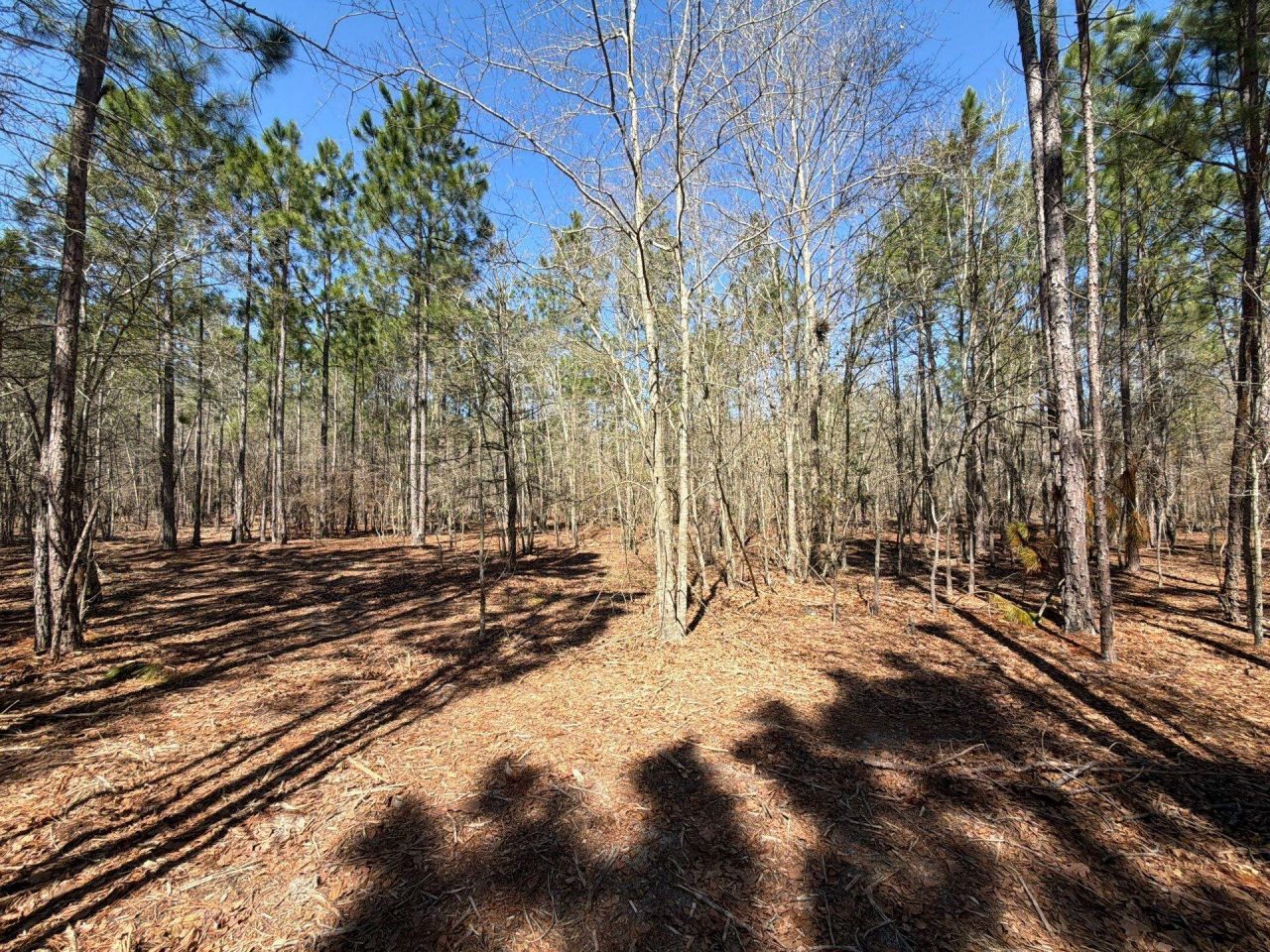 Bhl 13 Boise Cascade Photo 10