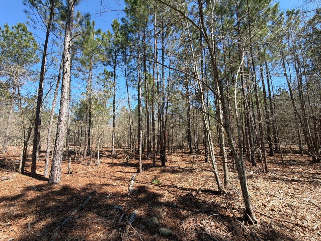 Bhl 13 Boise Cascade Photo 12