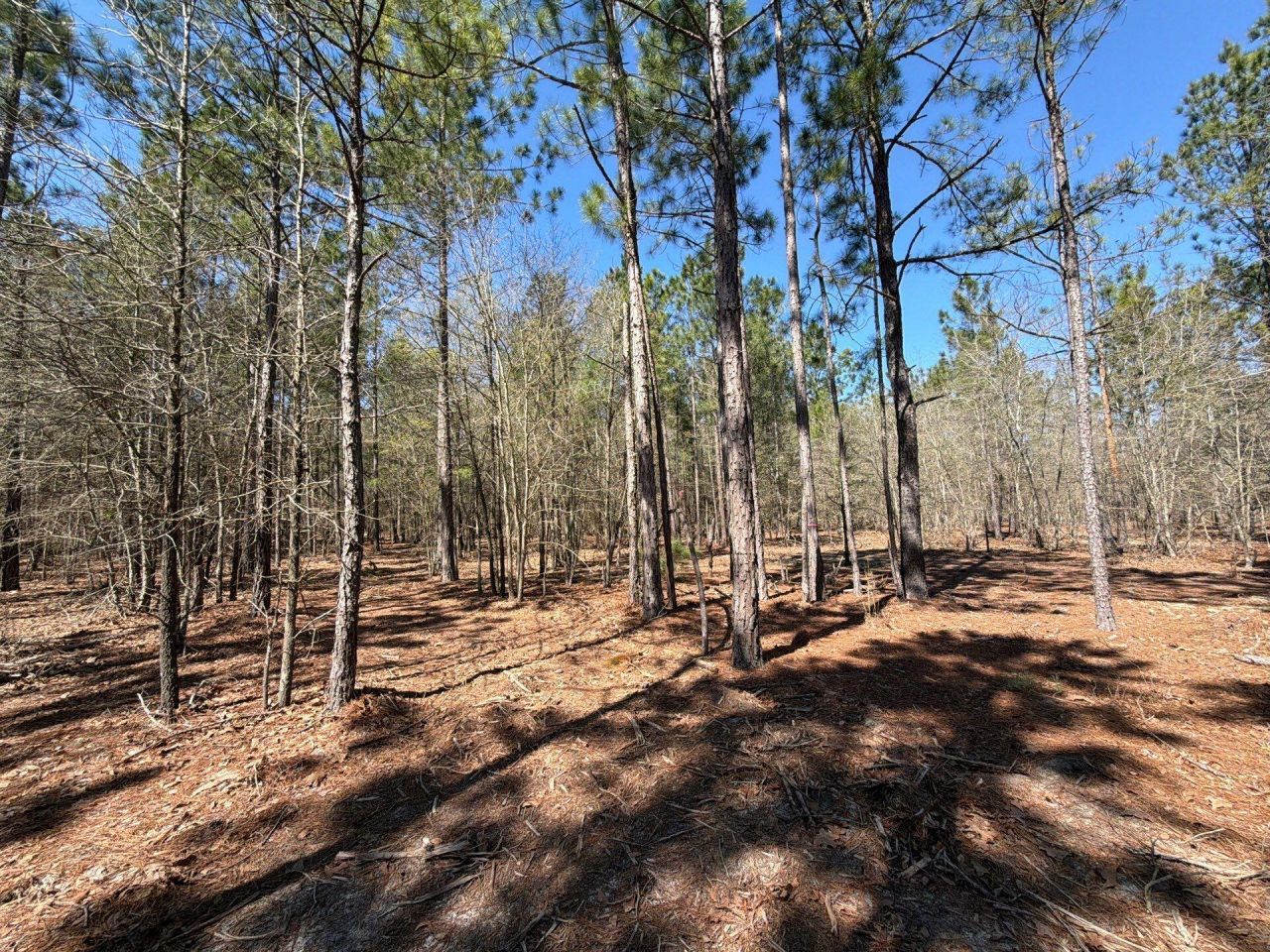 Bhl 13 Boise Cascade Photo 13