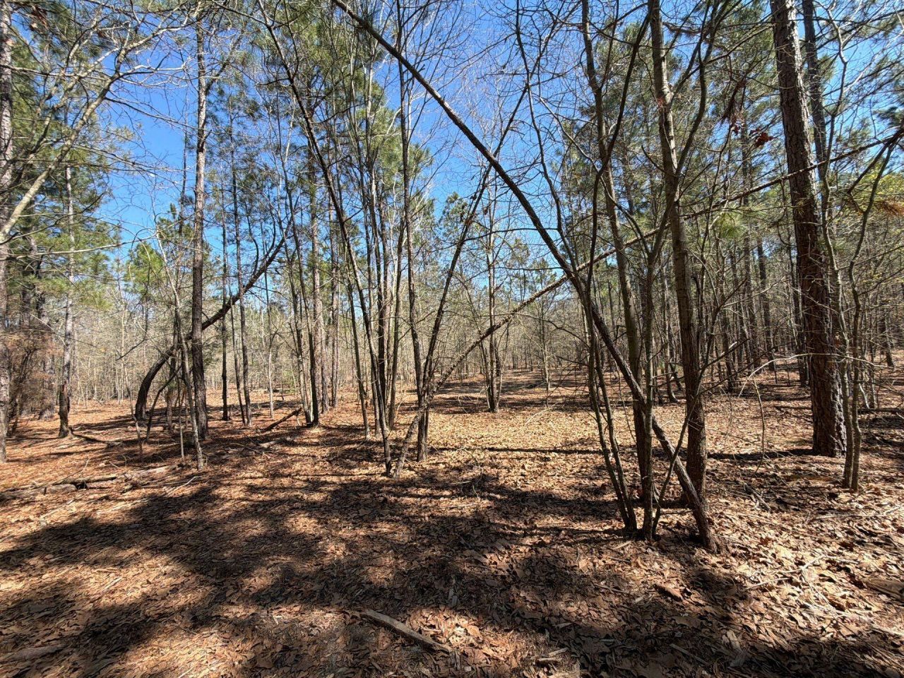 Bhl 13 Boise Cascade Photo 15