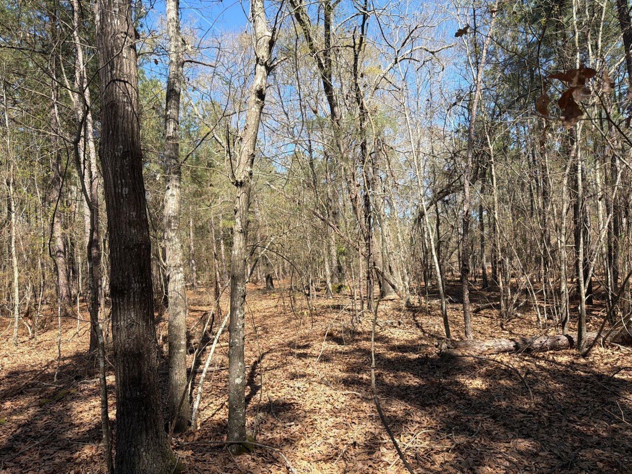 Bhl 13 Boise Cascade Photo 17