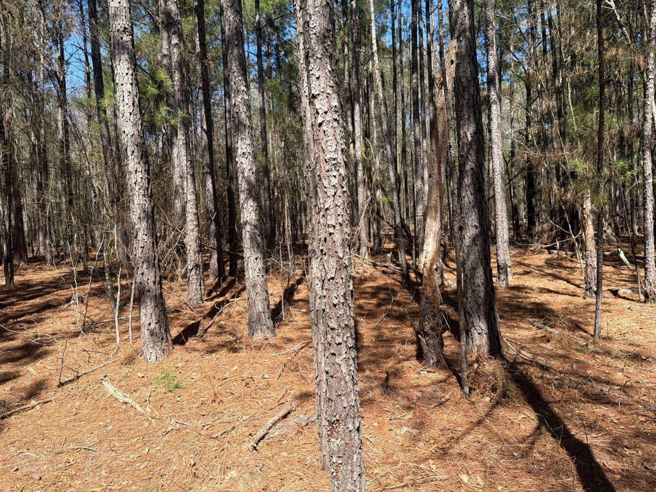 Bhl 13 Boise Cascade Photo 21