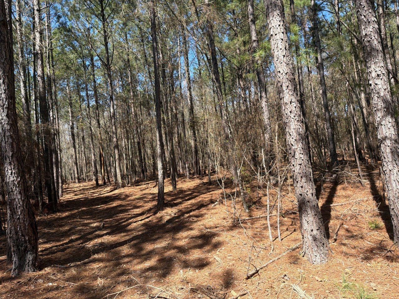 Bhl 13 Boise Cascade Photo 22