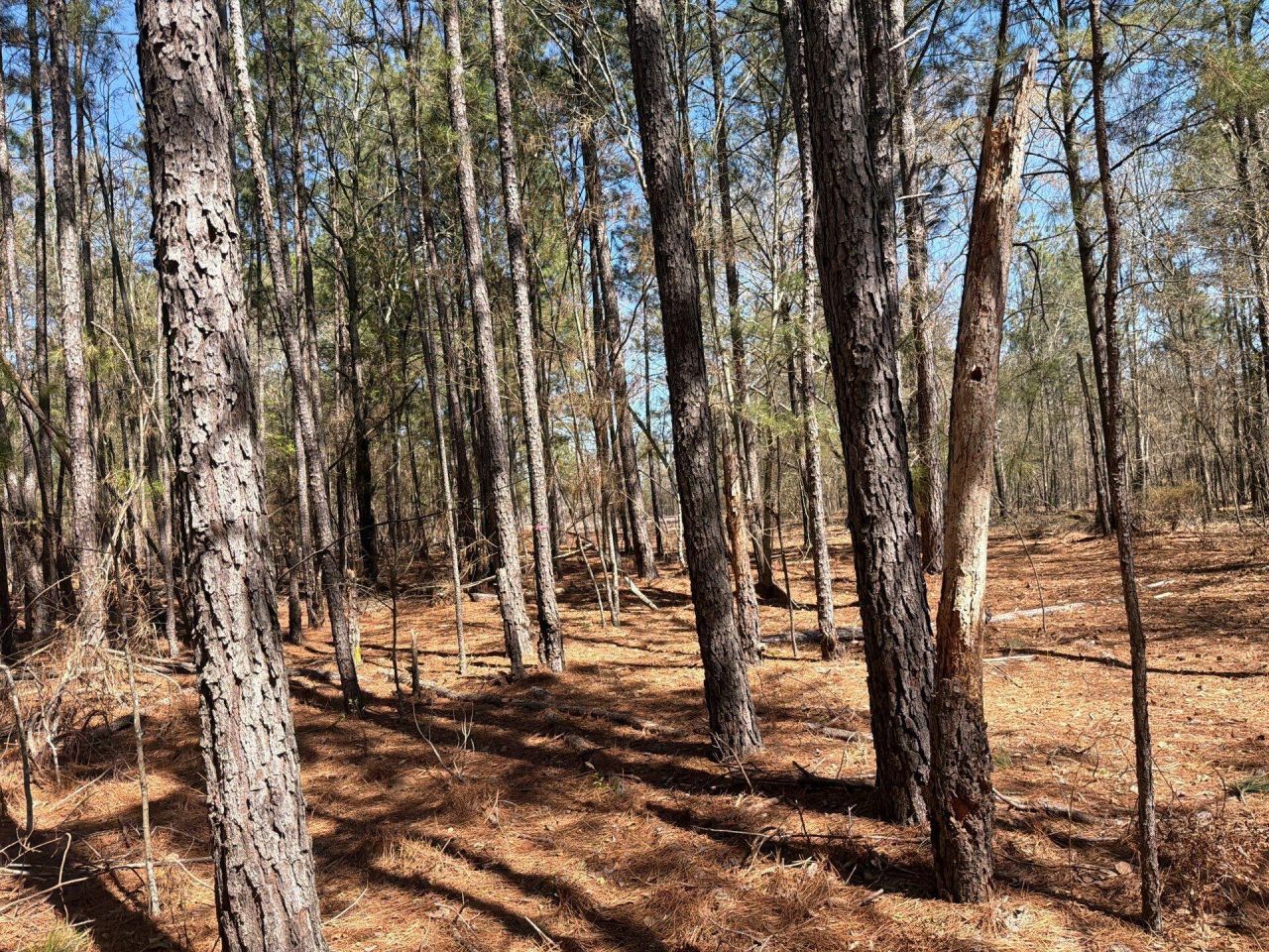 Bhl 13 Boise Cascade Photo 23