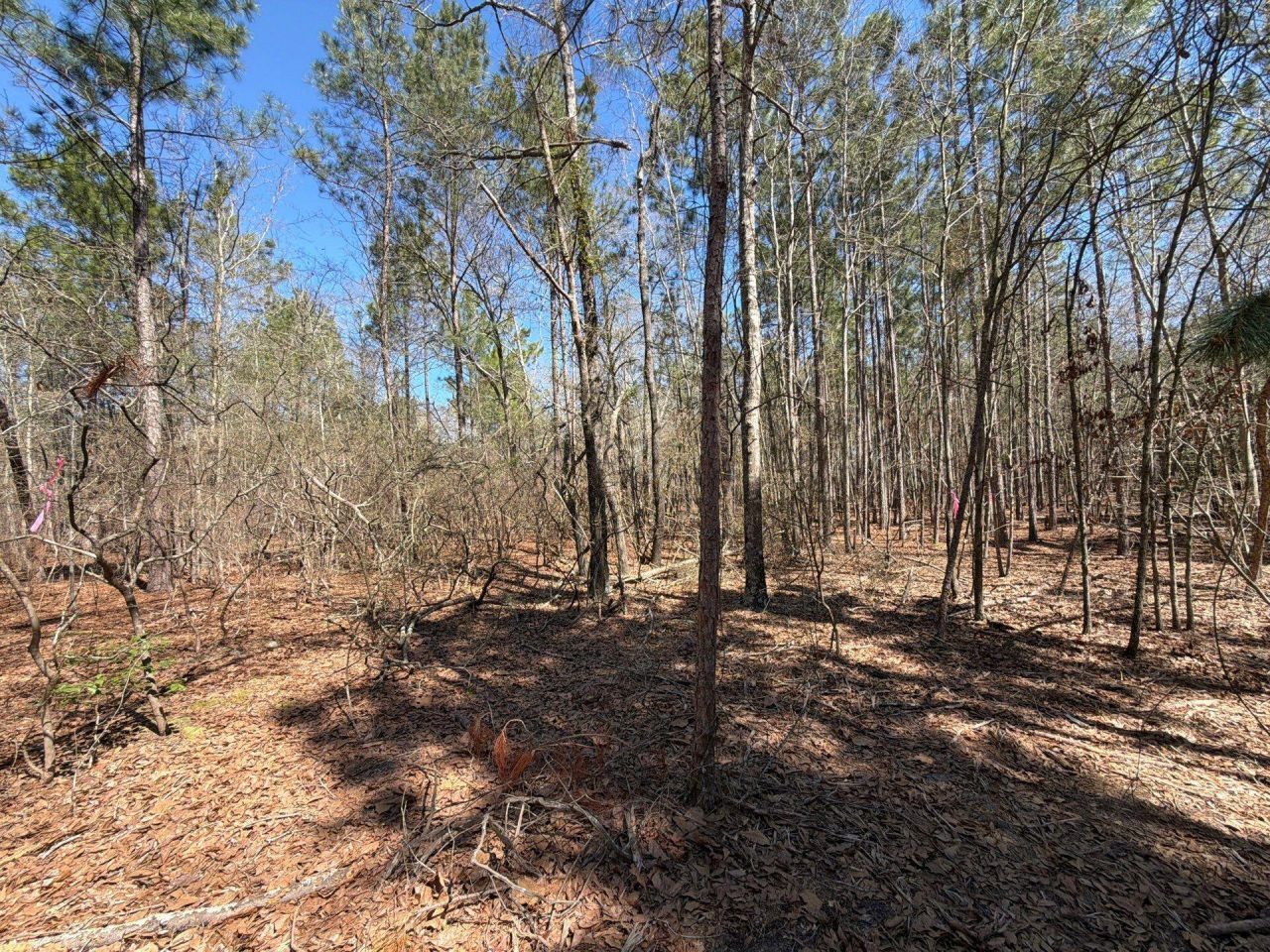 Bhl 13 Boise Cascade Photo 5