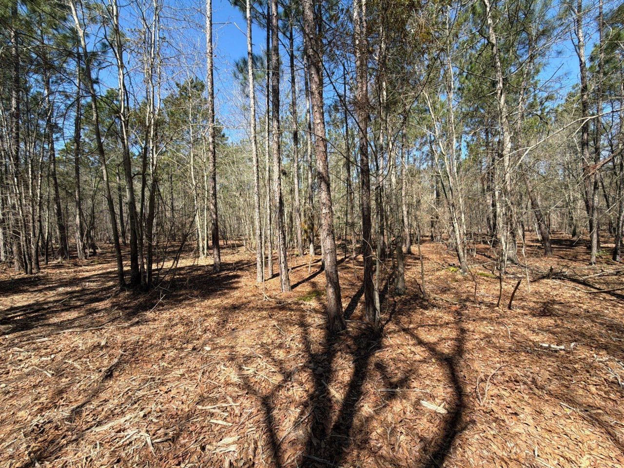 Bhl 13 Boise Cascade Photo 6