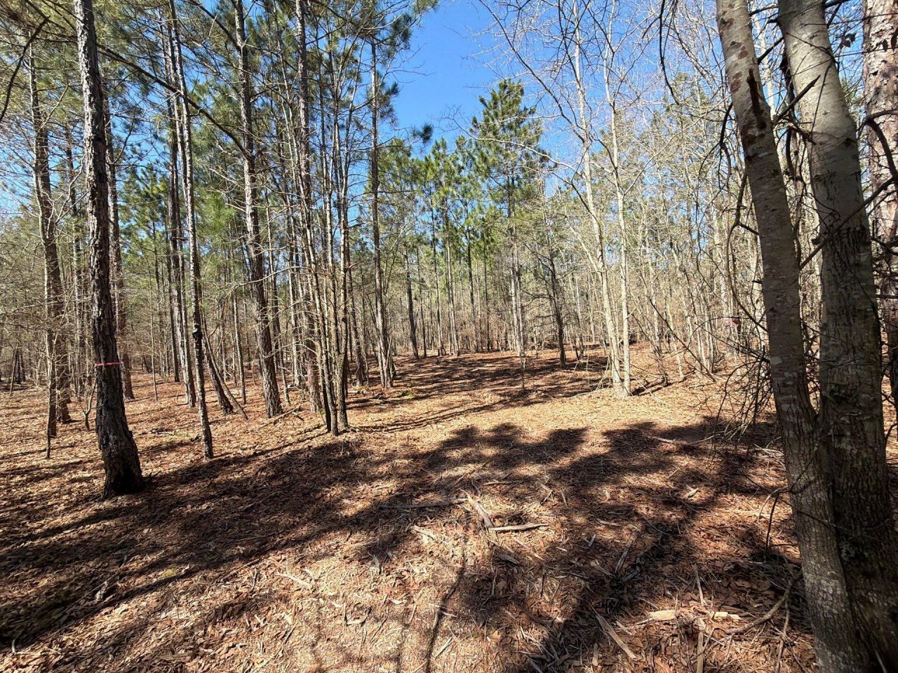 Bhl 13 Boise Cascade Photo 9