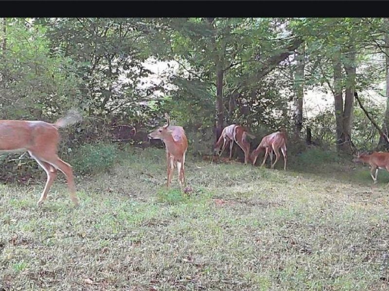 17805 Early Cemetary Road, Kimbolton, OH 43749 Photo 14