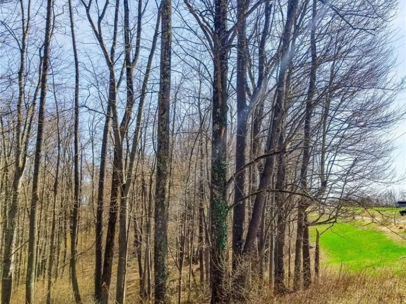 17805 Early Cemetary Road, Kimbolton, OH 43749 Photo 15