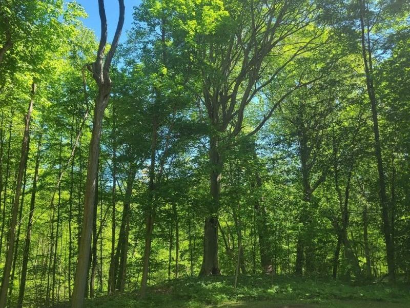 S/L 25 and S/L 26 Old Mill Road, Madison, OH 44057 Photo 3