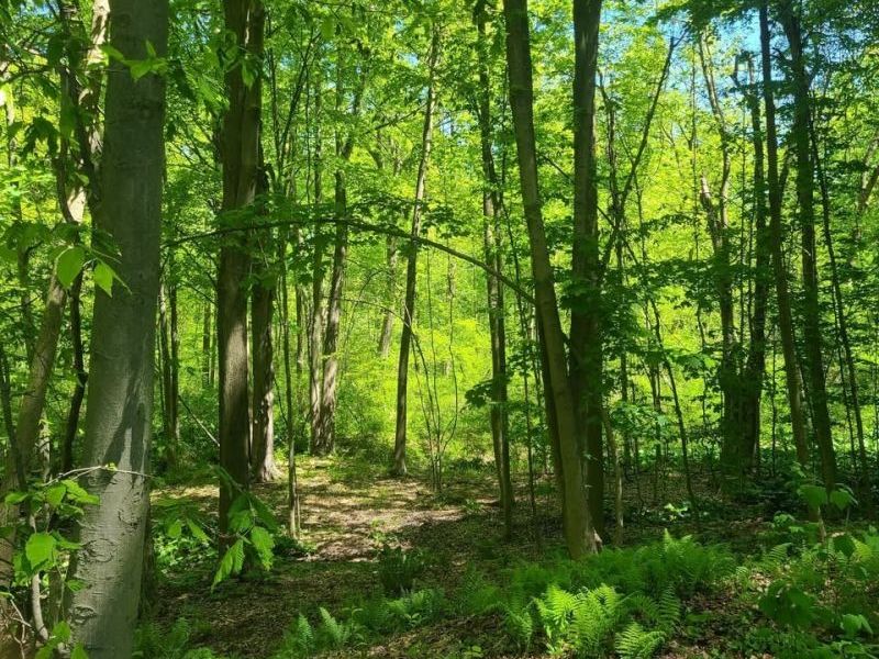 S/L 25 and S/L 26 Old Mill Road, Madison, OH 44057 Photo 6