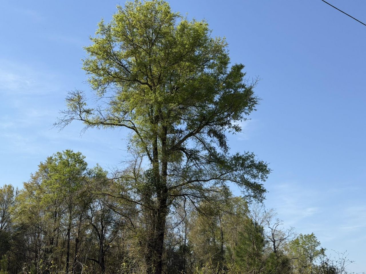 Lot 1 Amos Rd Photo 7