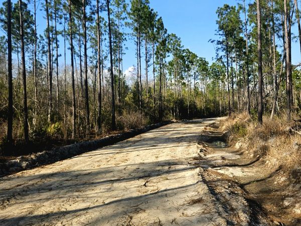 0 Mill Branch Club Rd 1L, Pembroke, GA 31321