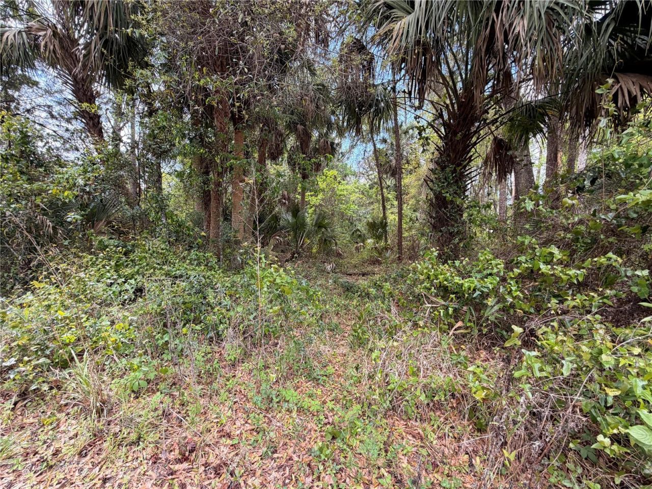 County Road 445a, Astor, FL 32102 Photo