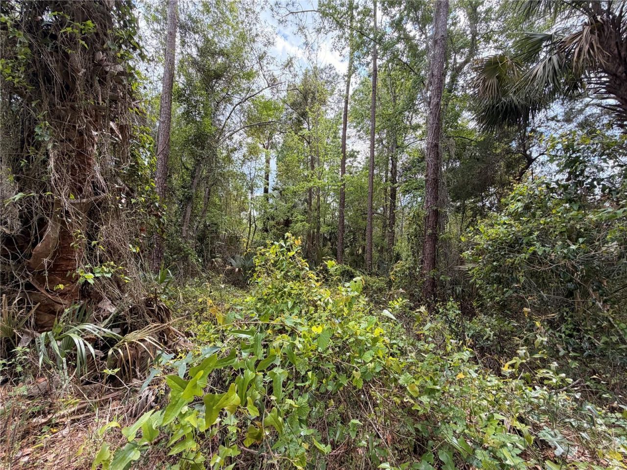 County Road 445a, Astor, FL 32102 Photo