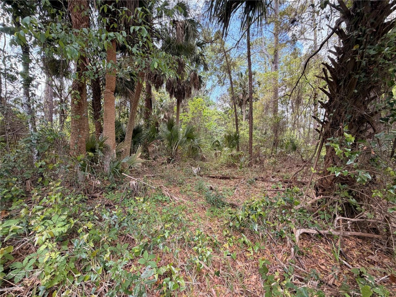 County Road 445a, Astor, FL 32102 Photo