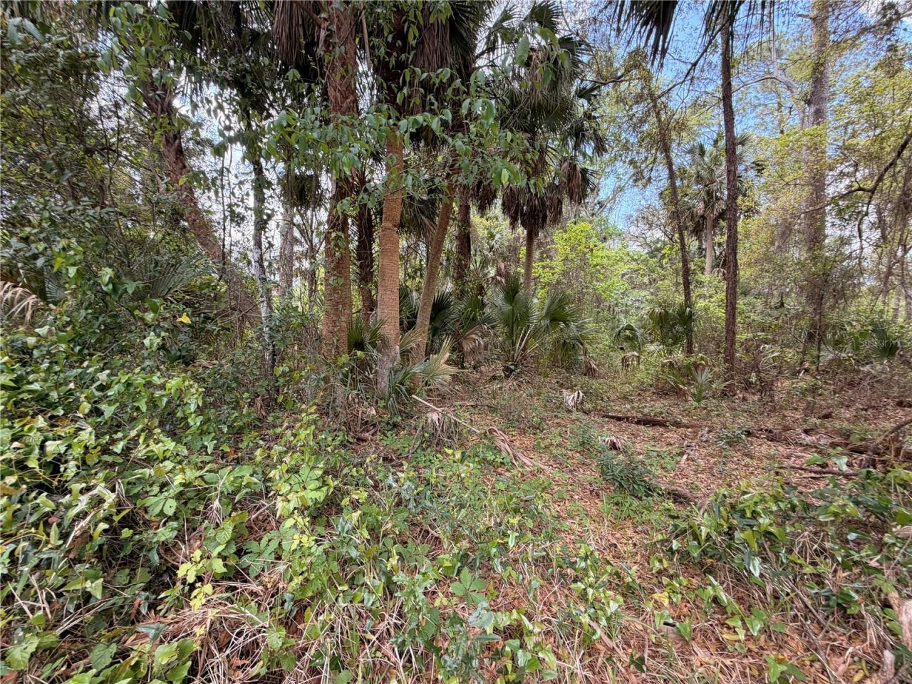 County Road 445a, Astor, FL 32102 Photo