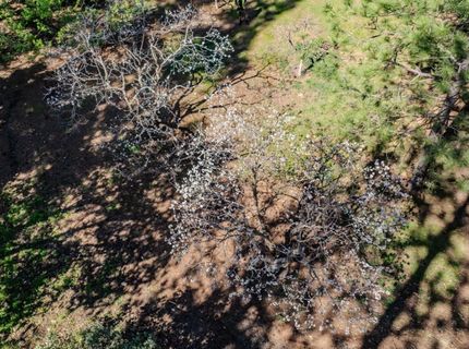 22401 Shake Ridge Rd, Volcano, CA 95689 Photo
