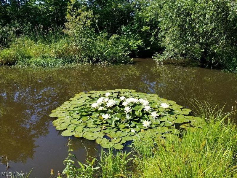 44565 Stang Road, Elyria, OH 44035 Photo 44