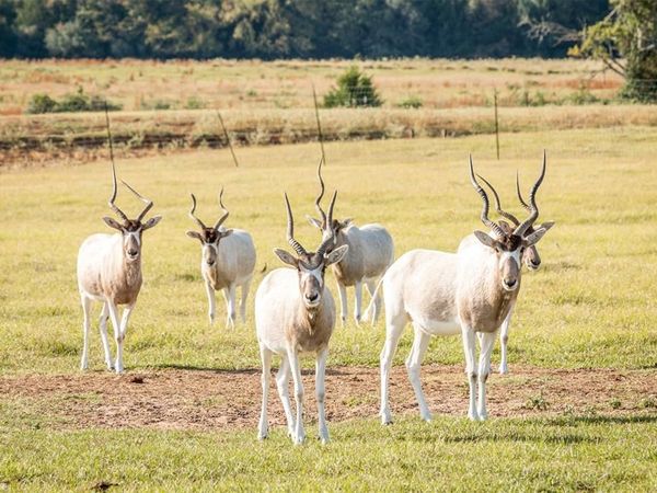 TBD W HWY 79 , Franklin, TX 77856