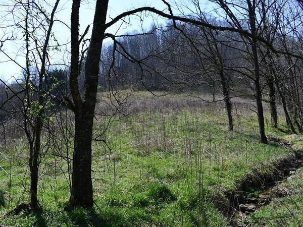 219.44ac Tick Ridge Road, Celina, TN 38551