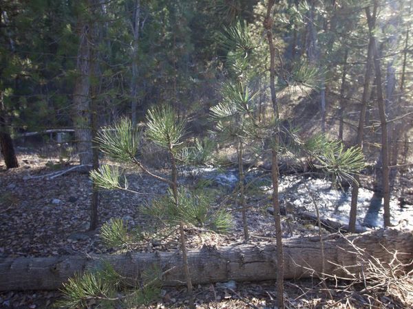 Lot 13 Blk 1 Creekside Ct, Garden Valley, ID 83622