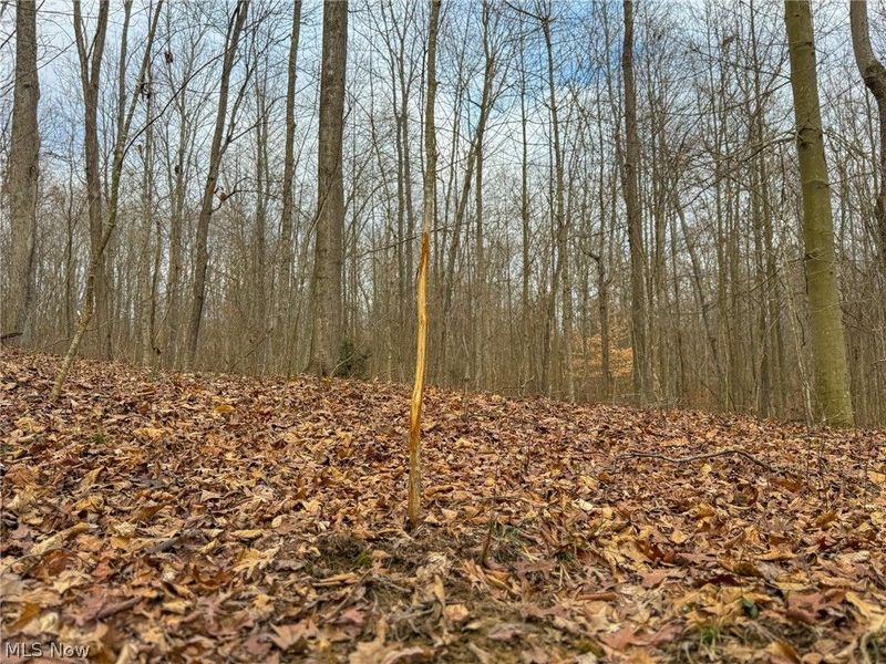 0 Long Fork, Piketon, OH 45661 Photo 10