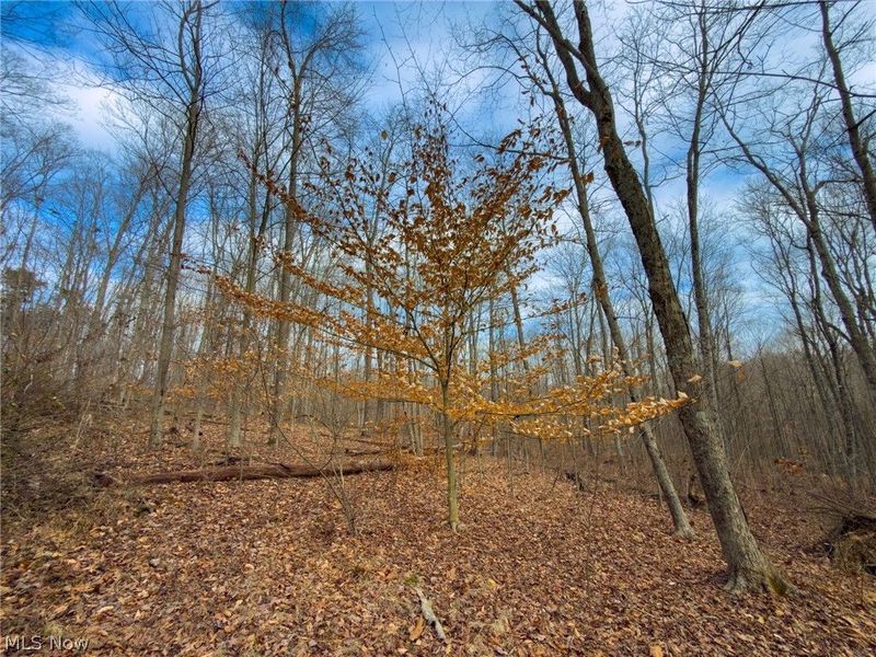 0 Long Fork, Piketon, OH 45661 Photo 11