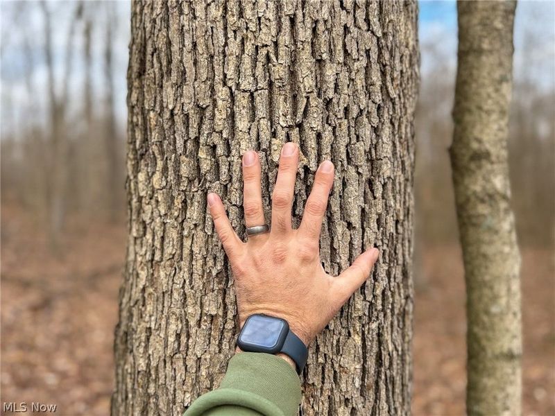 0 Long Fork, Piketon, OH 45661 Photo 15