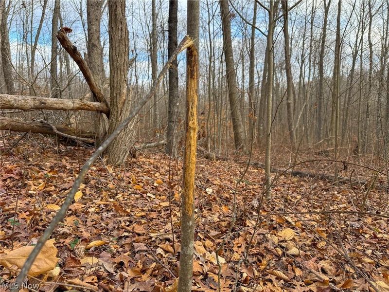 0 Long Fork, Piketon, OH 45661 Photo 20