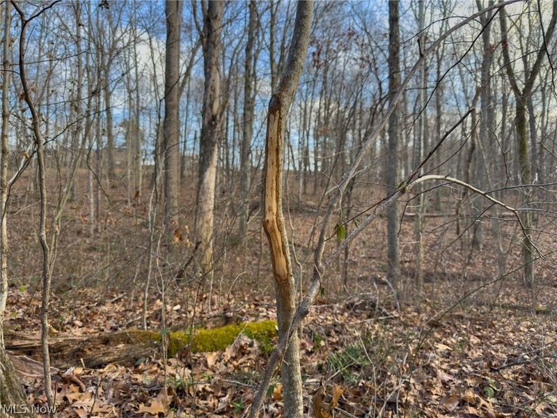 0 Long Fork, Piketon, OH 45661 Photo 31