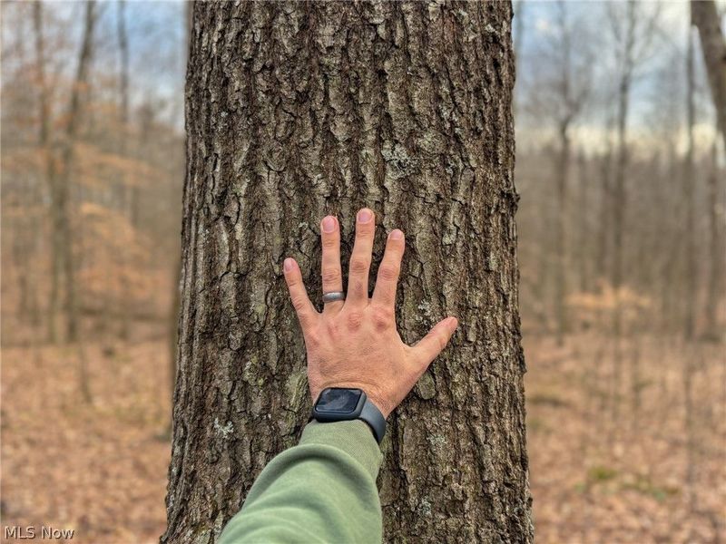 0 Long Fork, Piketon, OH 45661 Photo 6